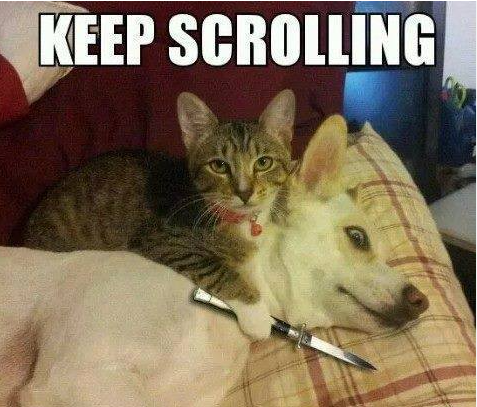 JavaScriptFeed's tweet card. Just a random feature