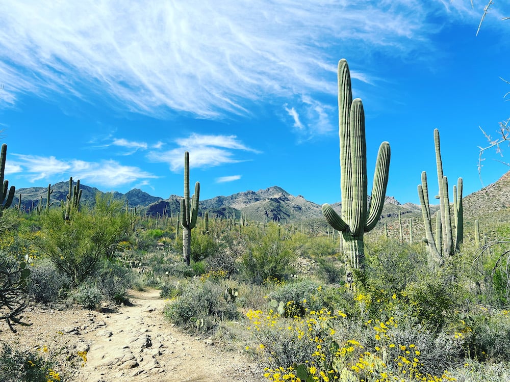 TucsonSentinel's tweet card. Thriving through three distinct biomes and migrating north from Mexico over several million years, the prickly giants unique to Mexico and Arizona are perhaps the region’s most distinctive feature -...