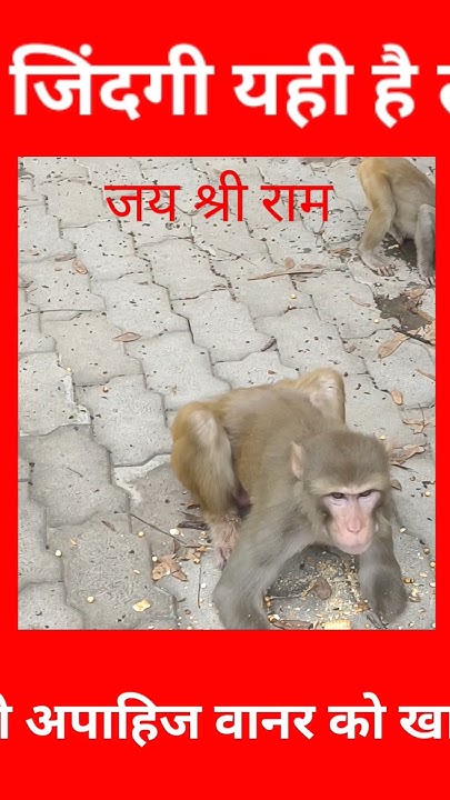 chspsingh's tweet card. यह बेजुबान है साहब कभी खिला दिया करो #shorts #monkeyfeeding #kismat...