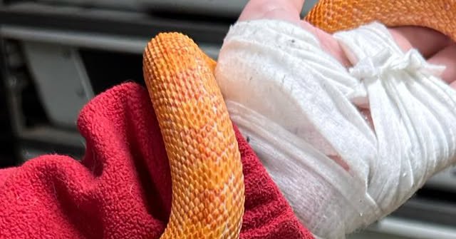 Tweet card summary image