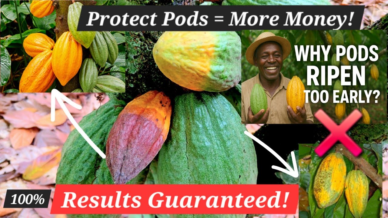 NanaGyasiNimako's tweet card. Premature Ripening of Cocoa Pods SOLVED! | Causes, Prevention &...