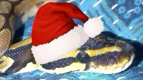 PythonIreland's tweet card. Join us for this last event of 2024. No tech presentation this time, but ... Memories from the recent Pycon, we received the photos ! Retrospective, welcoming new members