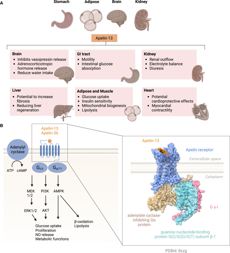 CellPressNews's tweet card. Zhang et al. highlight the role of peptides in crosstalk and metabolic processes. They discuss the history of peptide discovery and recent advances in peptidomics, proteomics, and AI technologies...