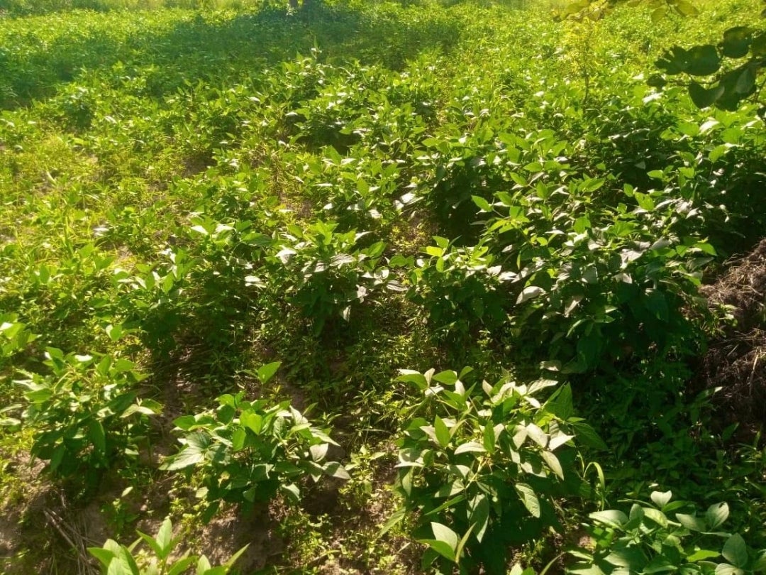 future_code's tweet card. 西アフリカのブルキナファソから、嬉しい農業プロジェクトの報告がありました  こちらはお豆🫘   今年は当初は雨が少なく、不作になる懸念もありましたが、そこから…