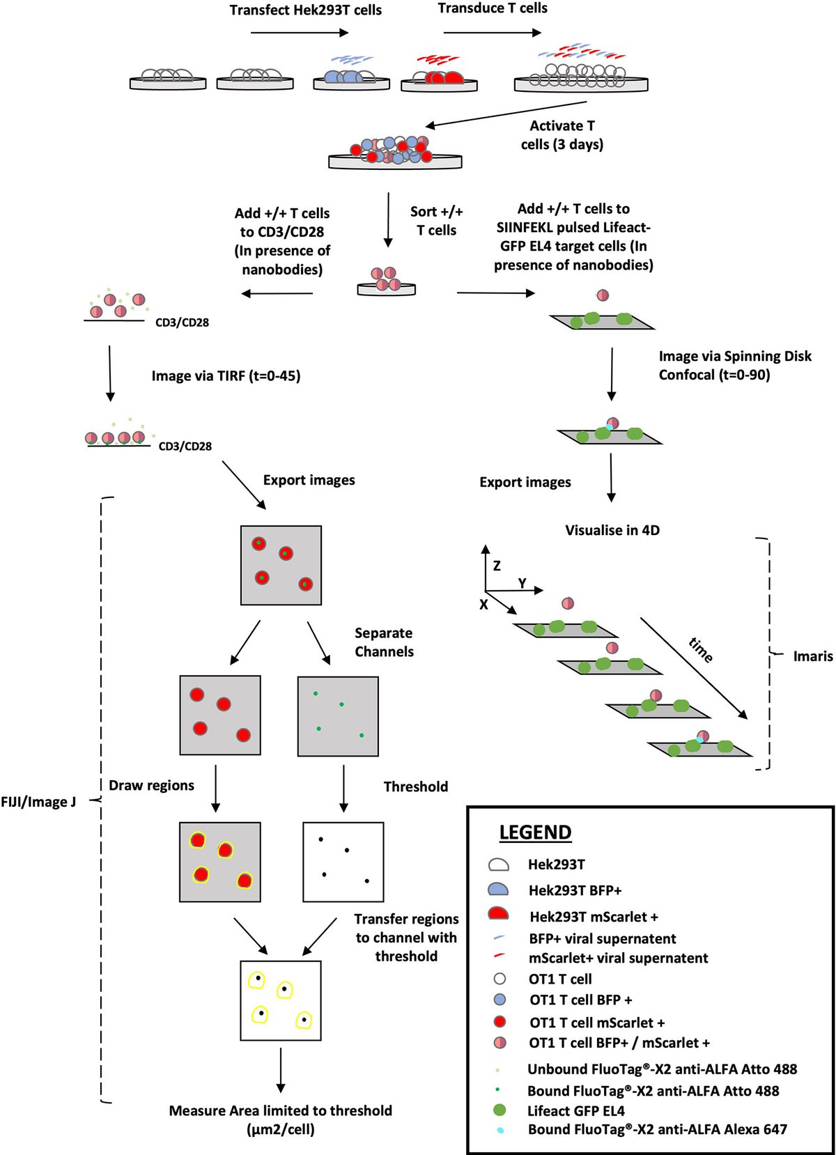 FrontImmunol's tweet card. When killing through the granule exocytosis pathway, cytotoxic lymphocytes release key effector molecules into the immune synapse, perforin and granzymes, to...