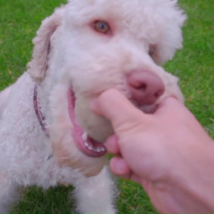 Tweet card summary image