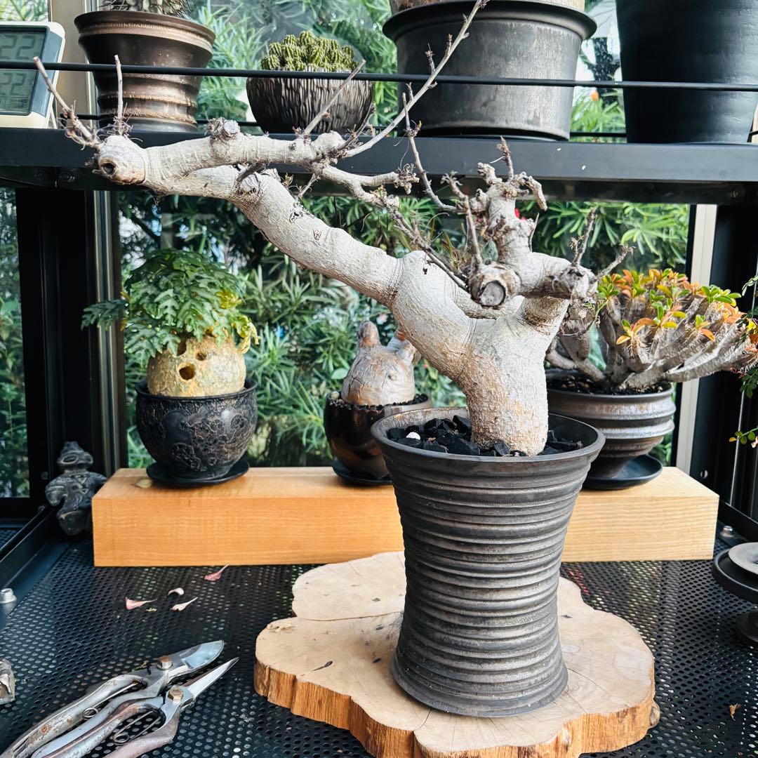 わぁ、山中勇人さんの大鉢に植えたコミフォラサクシコラの大株出てるよ