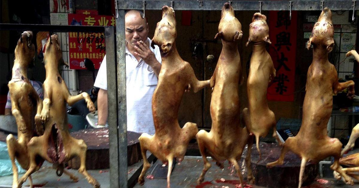 ComputingTdb's tweet card. First, it is important, because of them we are in a global pandemic and they continue to eat, martyr and killing animals that are not for human consumption. They are harming us all and it goes against