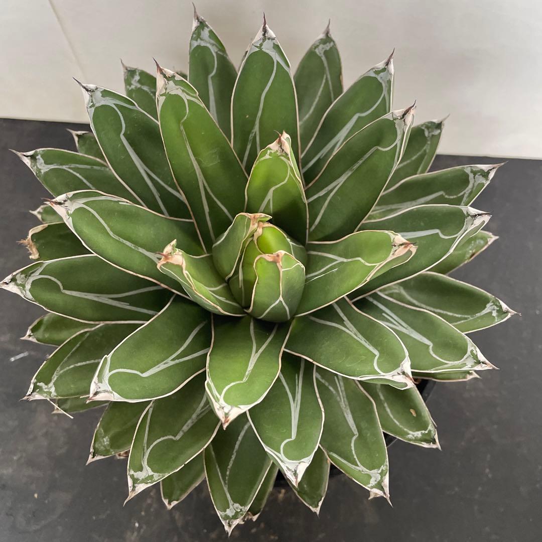 アガベ笹の雪の白い模様、めっちゃ綺麗じゃない？🌿 わたしもこんな大