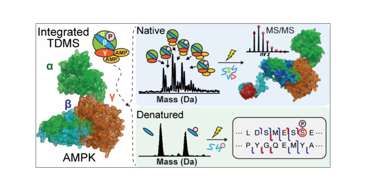 Ge_Lab_UW's tweet card. Adenosine monophosphate-activated protein kinase (AMPK) is a heterotrimeric complex (αβγ) that serves as a master regulator of cellular metabolism, making it a prominent drug target for various...