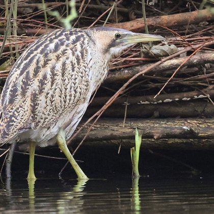 Image for twitter card