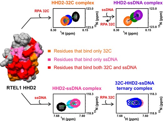 SinghMLab's tweet card. Abstract. The regulator of telomere elongation helicase 1 (RTEL1) plays roles in telomere DNA maintenance, DNA repair, and genome stability by dismantling
