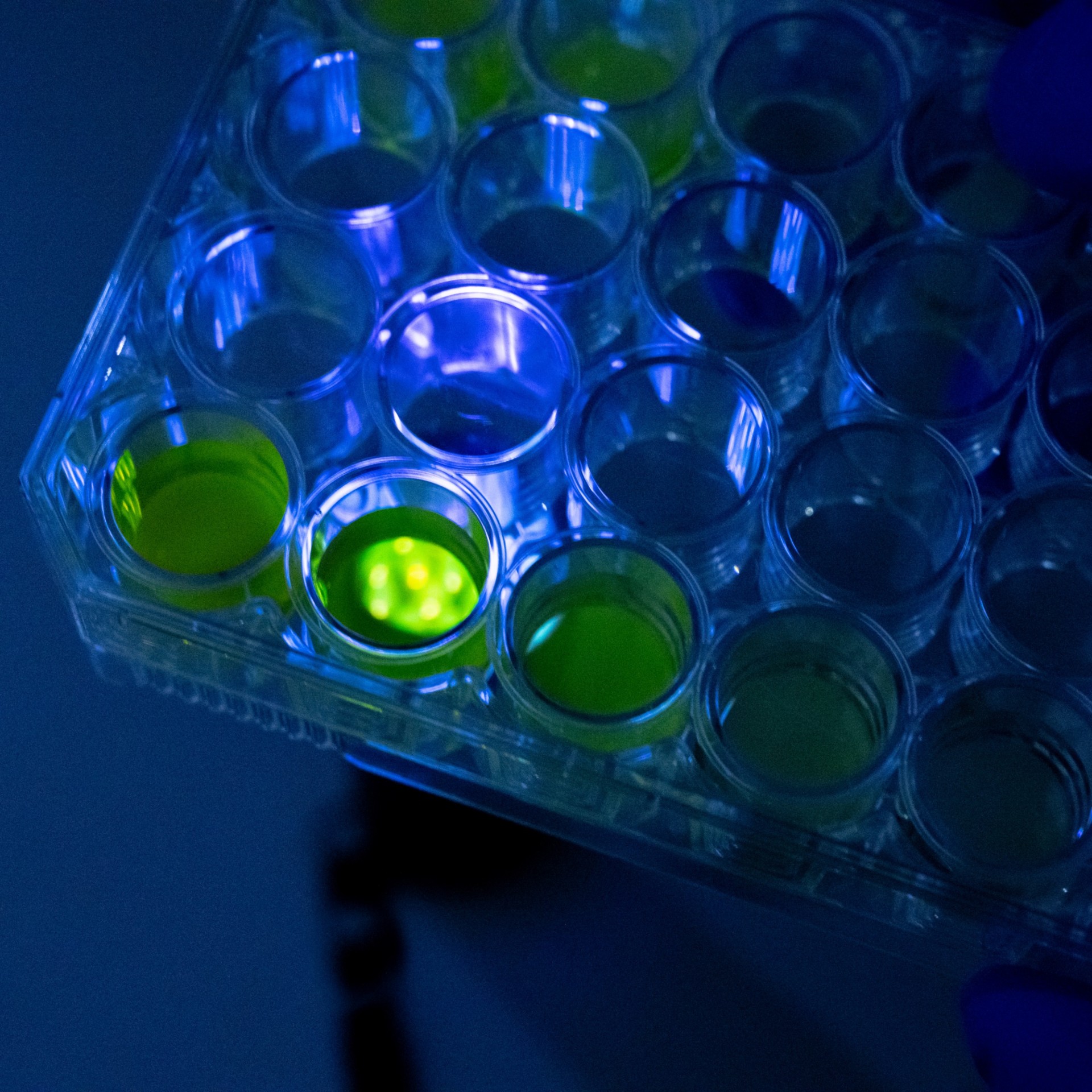 CSUFlow's tweet card. The vaccine candidate helped minimize changes in tissues in the lungs caused by SARS-CoV-2.