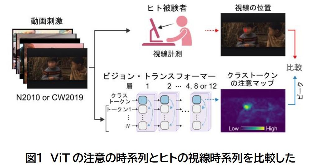 AI_news_nd's tweet card. 【研究成果のポイント】●情報量を最大化する自発的な学習を行ったビジョン・トランスフォーマー※1（ViT）と呼ばれる人工知能が、人間と極めてよく似た場所を見るように「育つ」ことを発見。