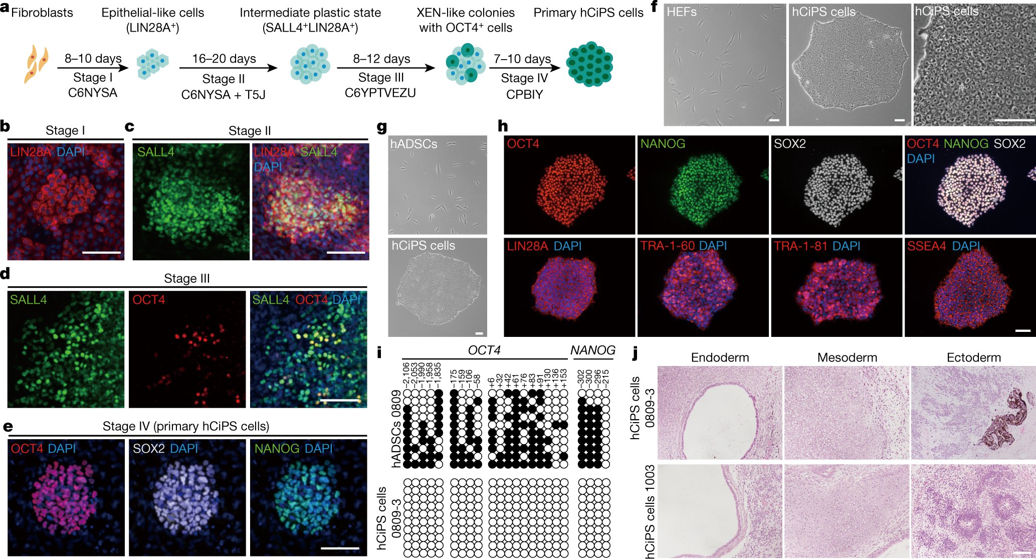 JuliaB_fitness's tweet card. Nature - Human somatic cells were reprogrammed to human chemically induced pluripotent stem cells that demonstrate key features of embryonic stem cells.