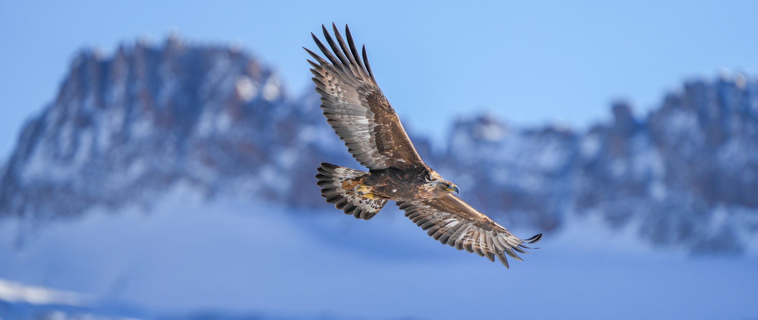 bookstack_app's tweet card. As we cross over yet another year boundary we look back at the progress, maintenance and funding of the project for 2024 with a view of potential plans in 2025: