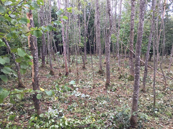 mbalmer's tweet card. Lua Readers