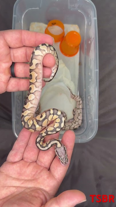 JesseJeffcoat's tweet card. Lesser, Spider, Pastel, Vanilla Clutch. #royalpythons #ballpythonmo...