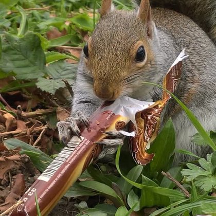 Tweet card summary image