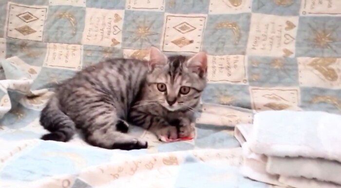 ねこさん⚡(ΦωΦ) (@catnap707) / Posts / X