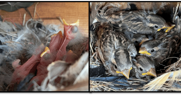 Tweet card summary image