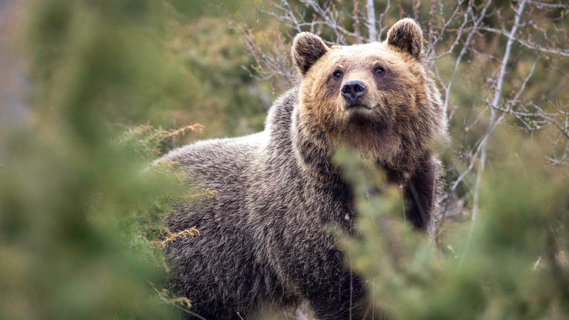 Image for twitter card