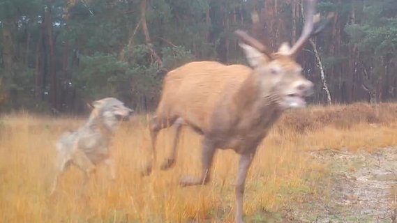 Image for twitter card