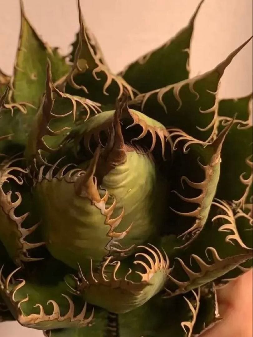 USホリダのワイルド株出てたよ〜！葉焼け傷だらけのカッコよさ、たまら