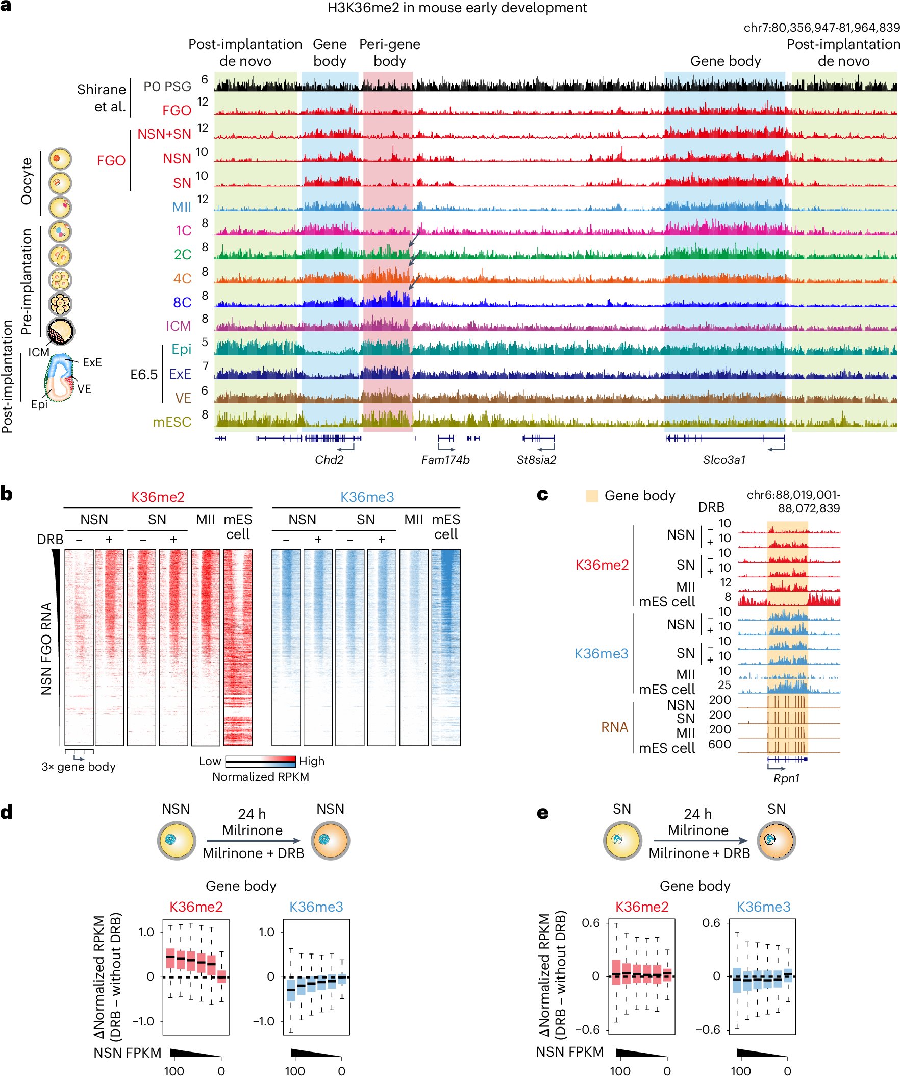 xielablife's tweet card. Nature Cell Biology - Lu, Wang et al. profile H3K36me2 throughout oocyte-to-embryo transition, pre-implantation and early post-implantation development and report a role for H3K36me2 in...