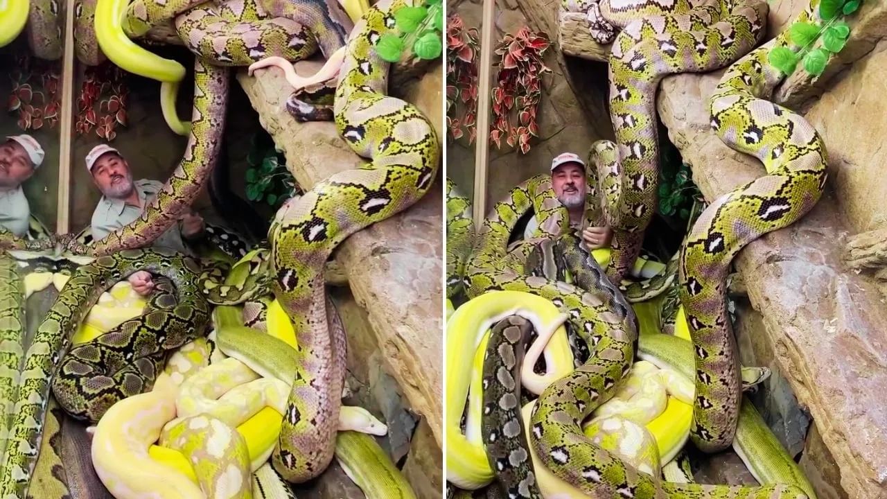 TV9Punjab's tweet card. Shocking Video of a Man Laying with Snakes Viral: ਅਜਗਰਾਂ ਨਾਲ ਖ਼ਤਰਨਾਕ ਸਟੰਟ ਕਰਨ ਵਾਲੇ ਆਦਮੀ ਦਾ ਨਾਮ ਜੈ ਬਰੂਅਰ ਹੈ। ਉਹ ਅਮਰੀਕਾ ਦੇ ਕੈਲੀਫੋਰਨੀਆ ਵਿੱਚ ਚਿੜੀਆਘਰ ਚਲਾਉਂਦੇ ਹਨ, ਜਿੱਥੇ ਹਰ ਤਰ੍ਹਾਂ ਦੇ ਸੱਪ ਮੌਜੂਦ ਹੁੰਦੇ ਹਨ। ਜੈ...