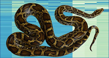 YihanEvaBetta's tweet card. Single-cell sequencing of python RNA uncovers conserved regenerative mechanisms in humans