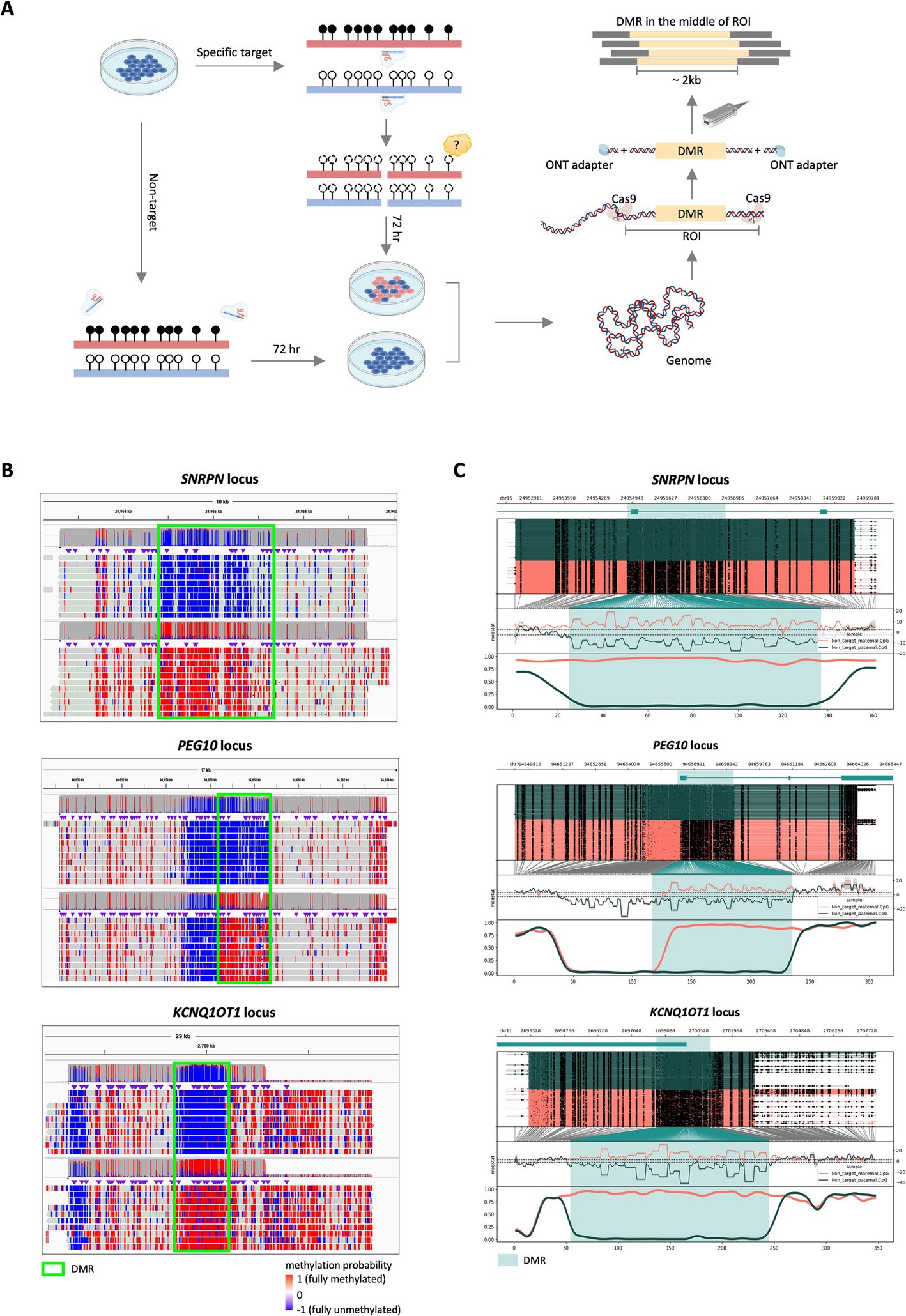 davidasinclair's tweet card. Genome Biology - CRISPR-Cas9 genome editing enables precise genetic modifications by introducing targeted DNA double-strand breaks (DSBs). While Cas9-induced DSBs are known to cause unintended...