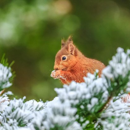 Tweet card summary image