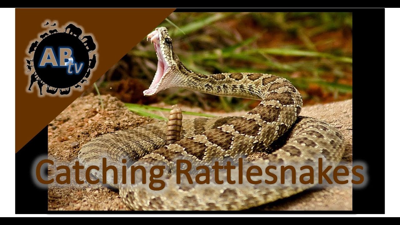 ThePythonHunter's tweet card. Catching Rattlesnakes! The Adventurer : AnimalBytesTV