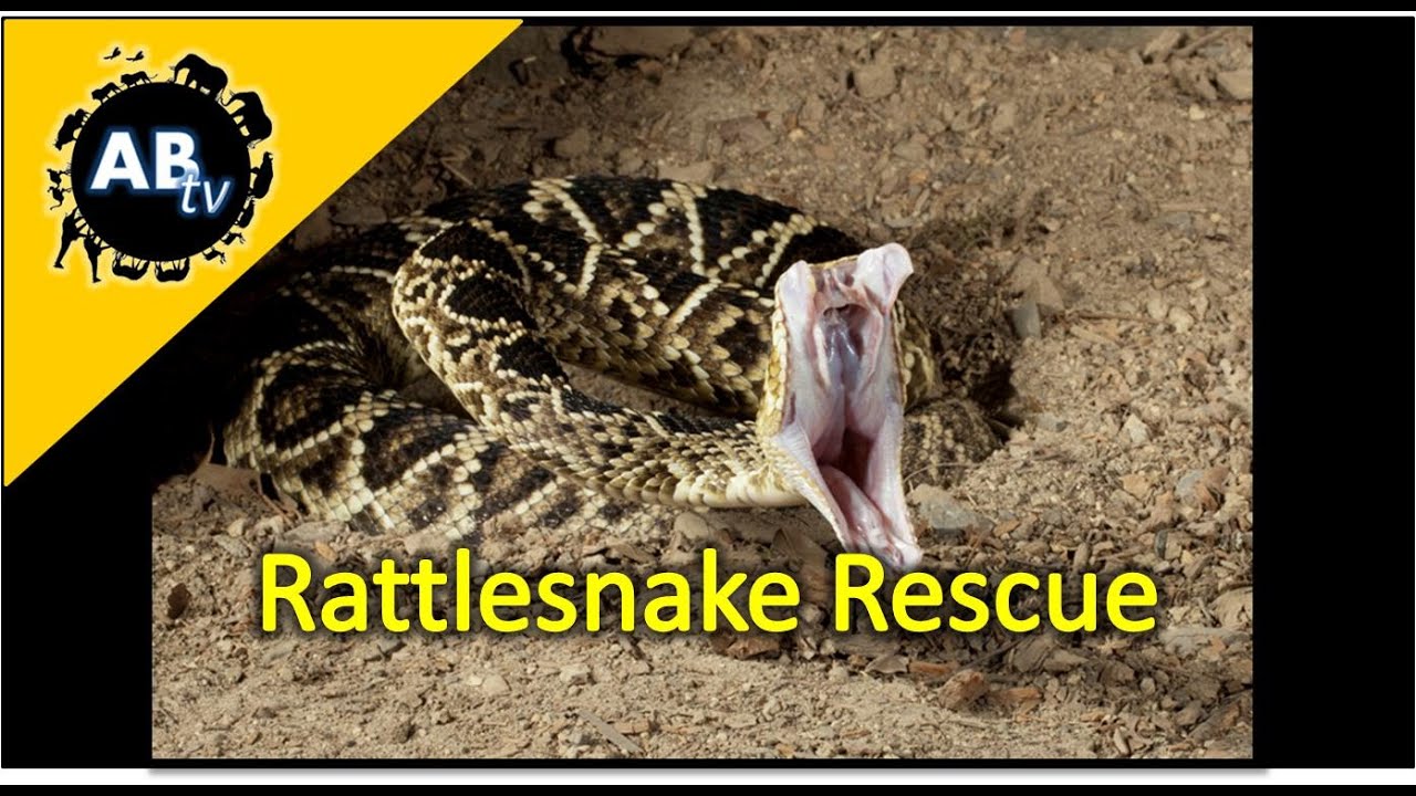 ThePythonHunter's tweet card. Rattlesnake Rescue : The Python Hunter : AnimalBytesTV