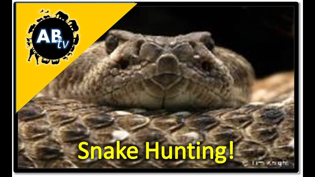 ThePythonHunter's tweet card. Snake Hunting! The Python Hunter : AnimalBytesTV