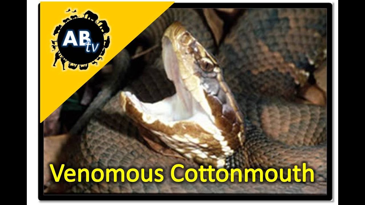 ThePythonHunter's tweet card. Catching the Venomous CottonMouth! The Python Hunter : AnimalBytesTV