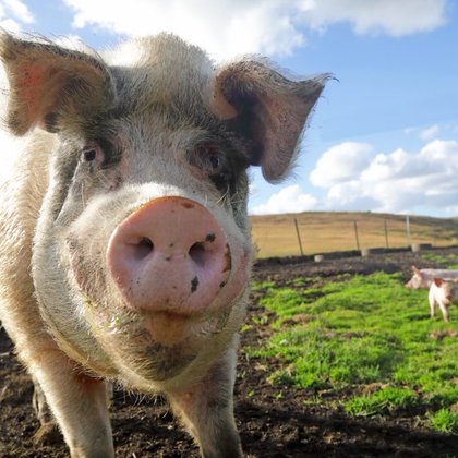 Tweet card summary image