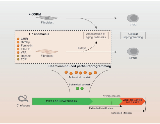 organelletx's tweet card. EMBO Molecular Medicine - The dedifferentiation of somatic cells into a pluripotent state by cellular reprogramming coincides with a reversal of age-associated molecular hallmarks. Although...