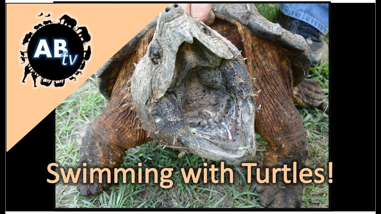 ThePythonHunter's tweet card. Swimming With Turtles! Primitive Tim : AnimalBytesTV