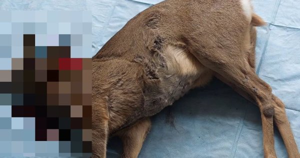 Image for twitter card