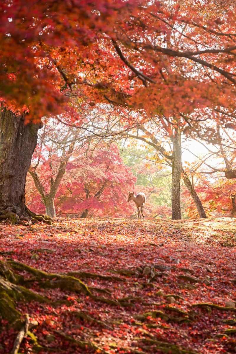 ganref's tweet card. NIKKOR Z 24-70mm f/2.8 S II 奈良公園の撮影レビューをまとめました！ https://ganref.jp/m/mknikon/reviews_and_diaries/review/50886 -------------------- 「注目製品レビュー ニコン Z8 & NIKKOR Z 24-70mm f/2.8 S II」企画に参加中!! https://gan...