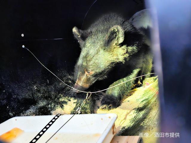 EARL_med_tw's tweet card. 　今年6月に山形県酒田市の寺の床下に居座って捕獲され、山に放されたツキノワグマがこの秋、秋田県横手市の民家近くに出没し、駆除された。放されたクマが再び確認されるのは珍しい。人の生活圏に現れてしまった