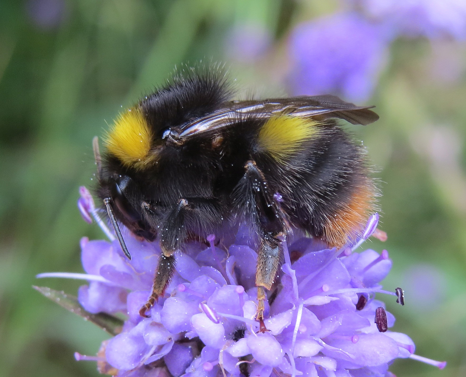 JaneCStout's tweet card. Update provided by Prof. Jane Stout, Trinity College Dublin   This blog is part of the ‘Dispatches from Researchers’ series, which features guest articles written by experts in pollination and...