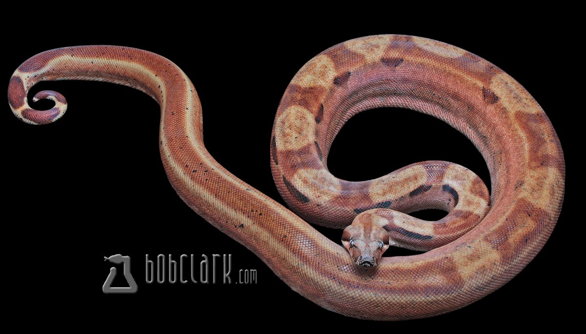 PythonBobClark's tweet card. 2023-3-15 female LAYBUY NOT AVAILABLE 