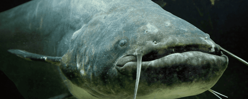 Image for twitter card