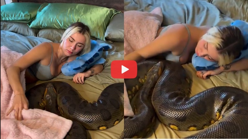 ZeeKannadaNews's tweet card. girl sleeping with snake : ದೈತ್ಯ ಹಾವಿನ ಜೊತೆ ಹಾಸಿಗೆ ಮೇಲೆ ಮಲಗಿ ಯುವತಿ ಮಾಡುತ್ತಿರುವ ಕೆಲಸಕ್ಕೆ ನೆಟ್ಟಿಗರು ಶಾಕ್‌ ಆಗಿದ್ದಾರೆ. ಆ ವಿಡಿಯೋ ಇಲ್ಲಿದ ನೋಡಿ.....