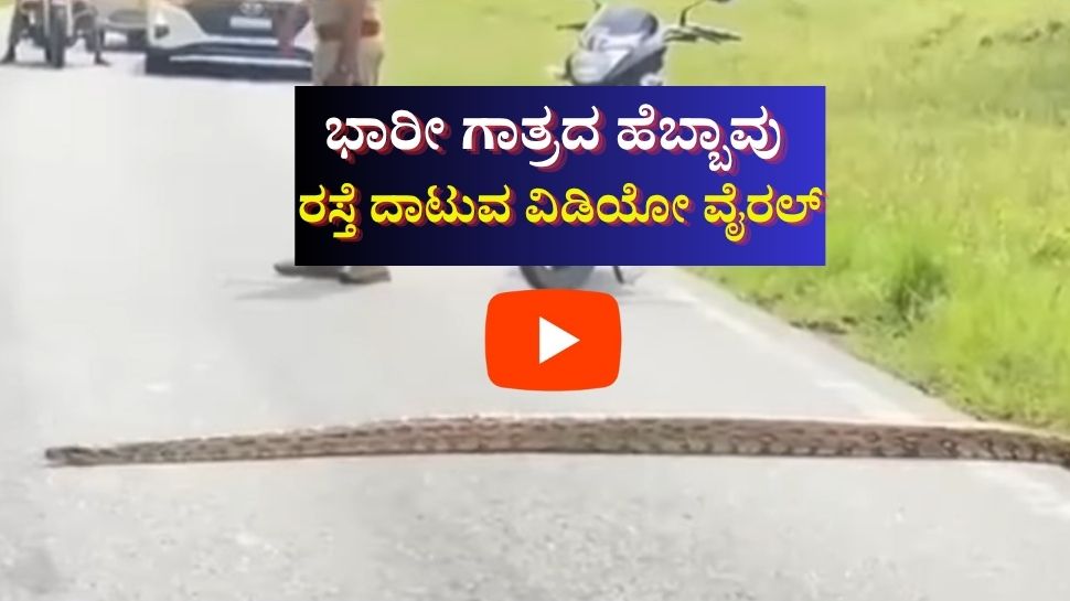 ZeeKannadaNews's tweet card. Viral Video: ಬಂಡೀಪುರದಿಂದ ಊಟಿಗೆ ತೆರಳುವ ಮಾರ್ಗವಾಗಿ ಇದ್ದಕ್ಕಿದ್ದಂತೆ ದೈತ್ಯ ಹೆಬ್ಬಾವೊಂದು ಎದುರಾಗಿದ್ದು ಜನರನ್ನು ಬೆಚ್ಚಿಬೀಳಿಸಿರುವ ದೃಶ್ಯ ಮೊಬೈಲ್ ಕ್ಯಾಮರಾದಲ್ಲಿ ಸೆರೆಯಾಗಿದೆ.
