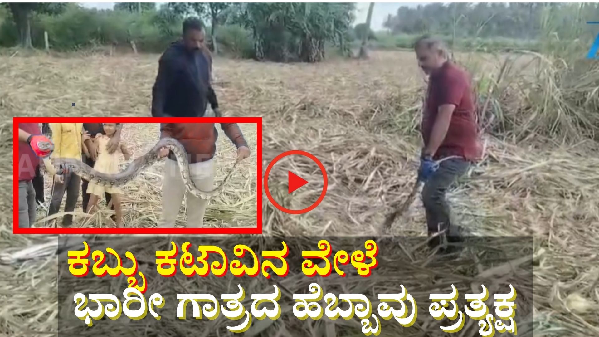 ZeeKannadaNews's tweet card. Python Viral Video: ಹೊಲದಲ್ಲಿ ಕಬ್ಬು ಕಟಾವು ಮಾಡುವ ಸಂದರ್ಭದಲ್ಲಿ ಭಾರೀ ಗಾತ್ರದ ಹೆಬ್ಬಾವೊಂದು ಪ್ರತ್ಯಕ್ಷವಾಗಿ ಜನರನ್ನು ಬೆಚ್ಚಿಬೀಳುವಂತೆ ಮಾಡಿರುವ ಘಟನೆ ನಡೆದಿದೆ.