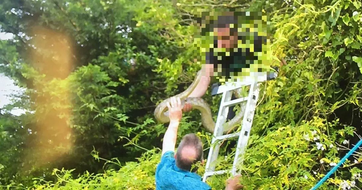 Cambslive's tweet card. Our favourite is when a concerned neighbour tried to find the nine foot python with a net